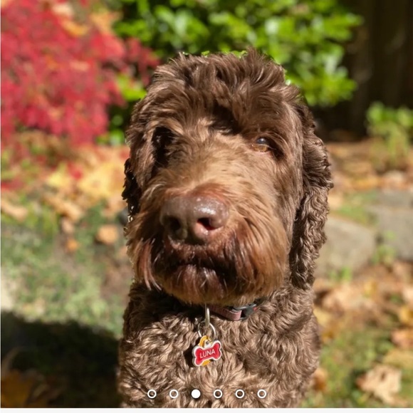 Biketard for gymnastics by Girl Power Sports - Picture 4 of 6